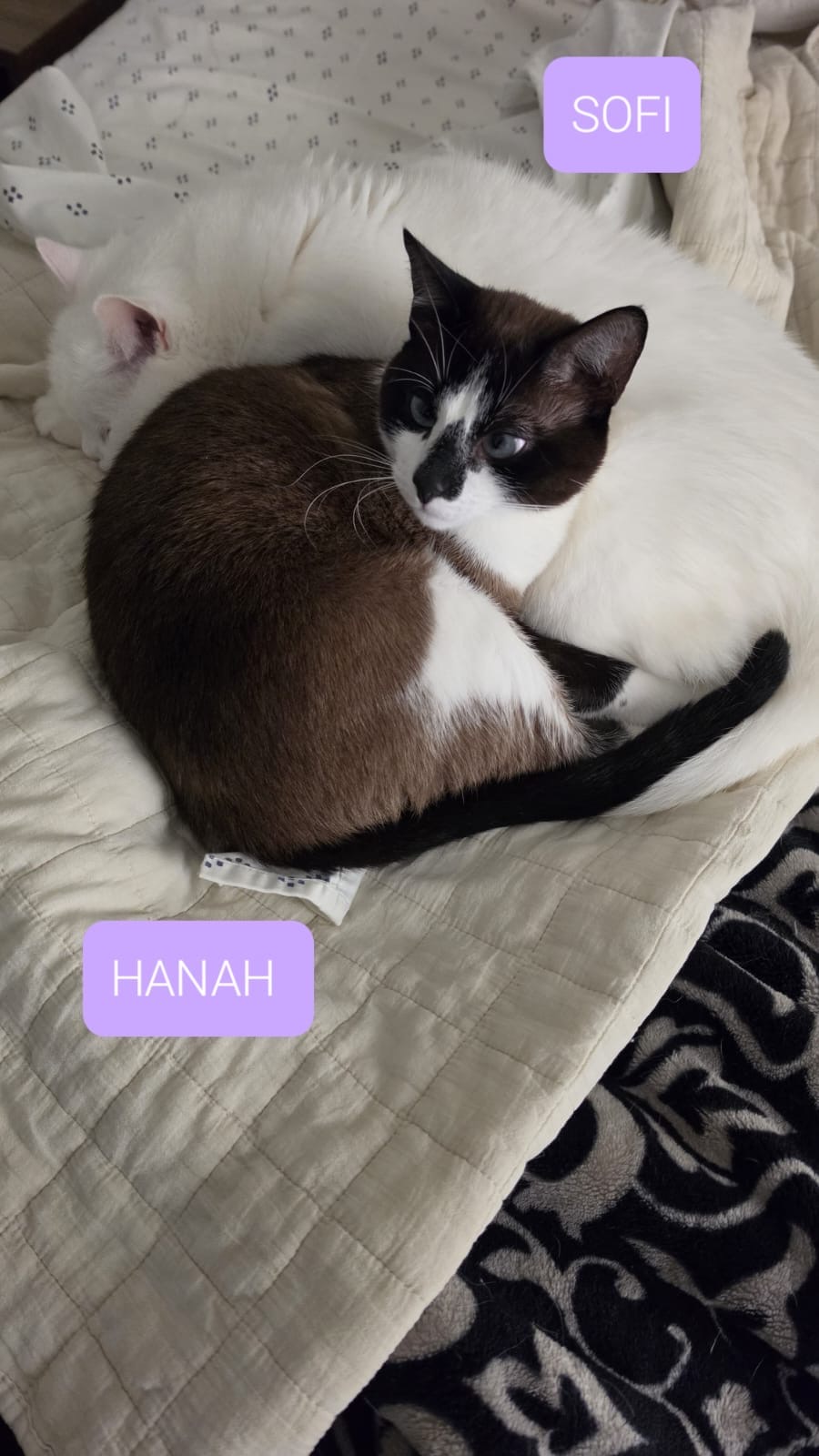 Sofi e Hanah
