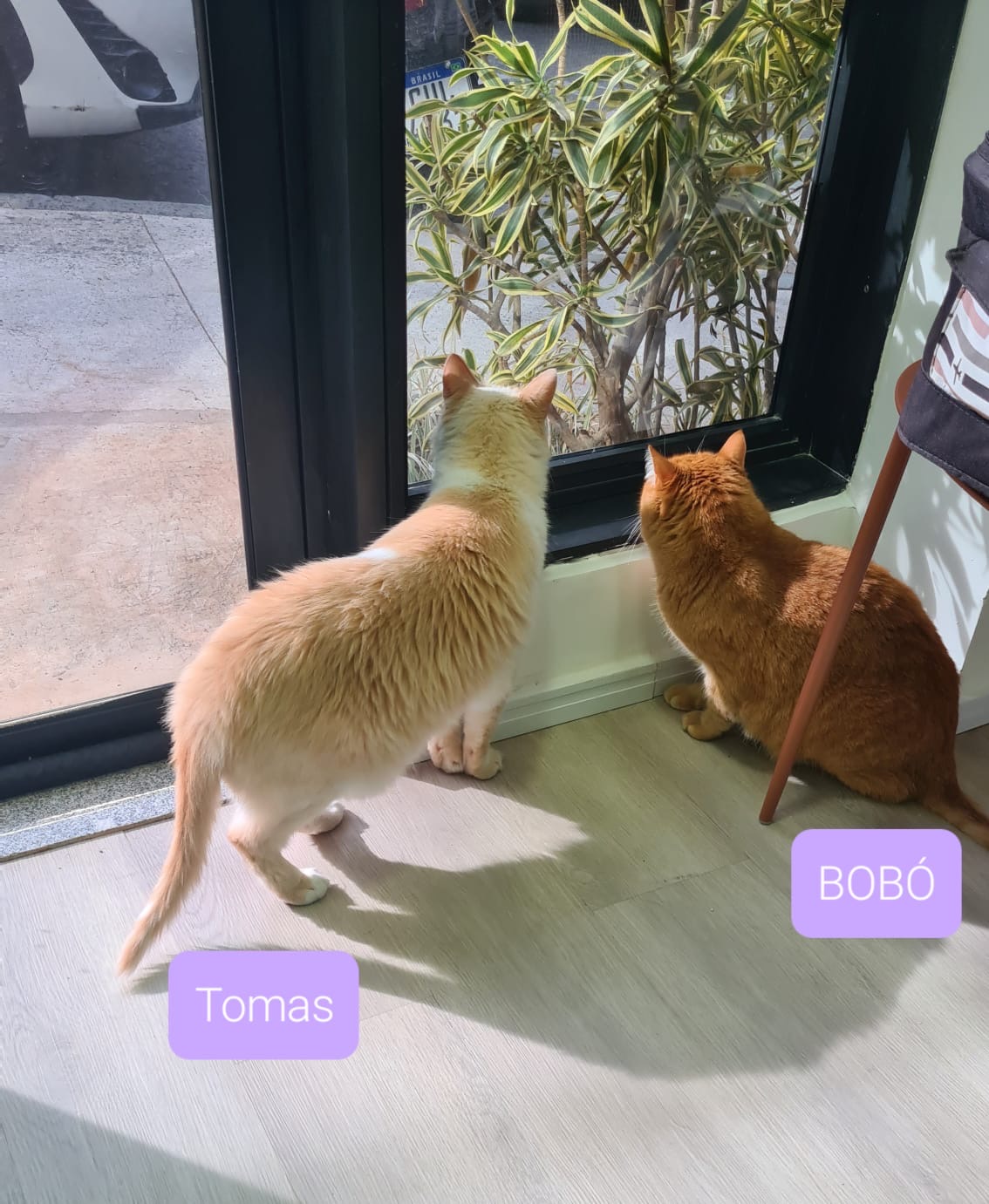 Tomas e Bobó